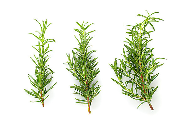 포토 JPG 해외이미지 식물 계절 문화 음식 백그라운드 잎 재료 자연 건강 사람없음 초록색 약 흰색 나뭇가지 신선 다발 먹기 허브 향신료 오브젝트 싱글 상쾌 유기농 날것 향기 테라피 로즈메리 고립 해외202008 해외포토 나무 웰빙 감정 컬러 의학 모션 뷰티 생태계 냄새 향미료 파일형식