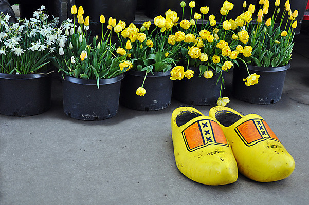 포토 JPG 해외이미지 식물 꽃잎 꽃 화분 신발 꽃무늬 사람없음 장식 노란색 정원 봄 튤립 벚꽃 개화 네덜란드 원예 수선화 해외202008 해외포토 계절 유럽 컬러 무늬 취미 파일형식
