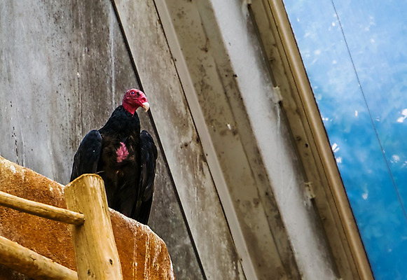 포토 JPG 해외이미지 동물 여자 남자 얼굴 야생동물 조류 종류 성인 사람없음 빨간색 반려동물 머리 검은색 미국 깃털 까마귀 칠면조 이국적 해외202008 해외포토 컬러 북아메리카 사람 신체부위 파일형식