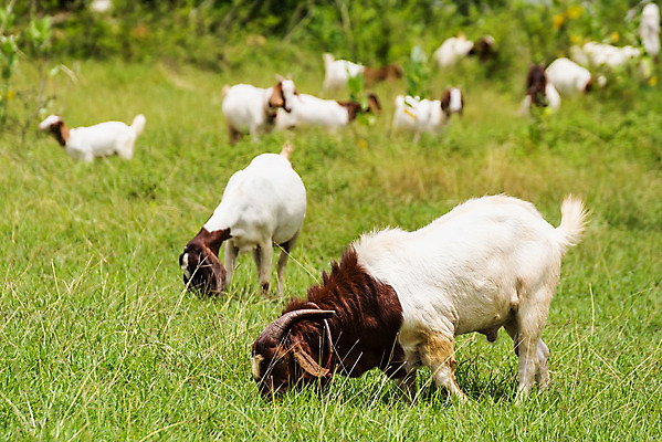 포토 JPG 해외이미지 동물 행복 백그라운드 밭 농업 포유류 태국 자연 염소 사람없음 야외 초록색 컬러풀 농장 농경지 걷기 마을 환경 가축 목장 농촌 시골 신선 그룹 양치기 군중 방목 땅 먹기 내추럴 밭일 수유 찰과상 해외202008 해외포토 직업 감정 산업 아시아 컬러 모션 사람 축산업 상처 생태계 파일형식