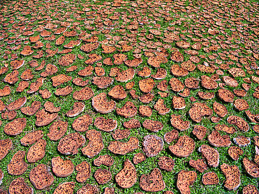포토 JPG 해외이미지 건조 사람없음 마을 버섯 시골 숲 무역 캄보디아 내추럴 곰팡이 해외202008 해외포토 산업 아시아 파일형식