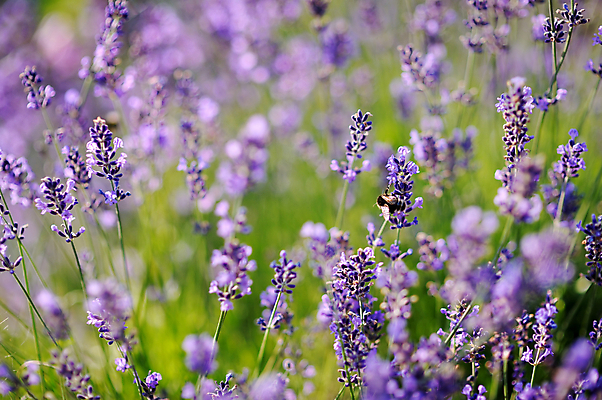 포토 JPG 해외이미지 식물 꽃 유럽 줄기 밭 자연 풍경 사람없음 야외 가로 초록색 여름 파란색 농장 보라색 활발 벚꽃 시골 개화 벌 허브 제비꽃 관목 그림 향기 화단 라벤더 라일락 내추럴 해외202008 해외포토 나무 계절 나라 컬러 곤충 컨셉 농업 생태계 냄새 파일형식