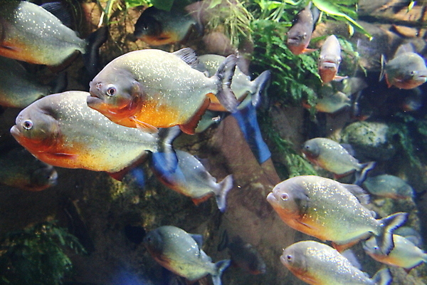 포토 JPG 해외이미지 동물 야생동물 자연 어류 사람없음 빨간색 물 컬러풀 수중 위험 육식동물 지느러미 수족관 남쪽 토막 공격적 깊이 동물상 민물 아마존 이국적 해외202008 해외포토 자연요소 컬러 컨셉 조형물 수중동물 방향 생태계 파일형식