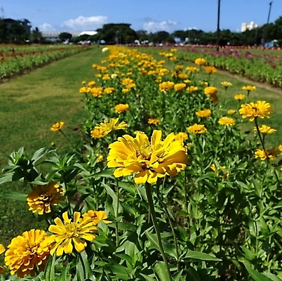 포토 JPG 해외이미지 나무 공원 꽃잎 꽃 줄기 잎 꽃무늬 밭 자연 거리 잔디 사람없음 빨간색 초록색 노란색 정원 보라색 벚꽃 원예 해외202008 해외포토 식물 공공시설 컬러 무늬 농업 취미 생태계 파일형식