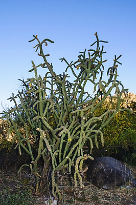 포토 JPG 해외이미지 나무 식물 꽃 야생동물 분홍색 여행 백그라운드 북아메리카 꽃무늬 자연 날씨 선인장 건조 풍경 사람없음 초록색 물 컬러풀 세계 보라색 미국 사막 뜨거움 액체 냄비 숲 척추 내추럴 해외202008 해외포토 자연요소 동물 컬러 무늬 뼈 아메리카 솥 생태계 파일형식