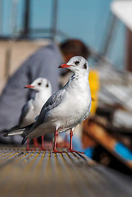 포토 JPG 해외이미지 동물 응시 야생동물 벽 바다 날개 자연 갈매기 조류 사람 사람없음 야외 장식 빨간색 파란색 일출 회색 자유 흰색 우아함 닫기 깃털 부리 물새 내추럴 무료 해외202008 해외포토 시선 컬러 컨셉 모션 노을 생태계 파일형식