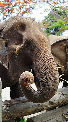 포토 JPG 해외이미지 동물 공원 아시아 야생동물 여행 포유류 태국 자연 코끼리 동물원 동양인 성인 사람없음 야외 환경 시골 아기 그룹 구출 보호 군중 울음 큼 사파리 대나무 눈물 호기심 귀 부드러움 멸종 내추럴 돌봄 보호구역 수유 해외202008 해외포토 나무 공공시설 감정 나라 컨셉 모션 표정 사람 인종 신체부위 도움 감각 크기 생태계 구역 파일형식