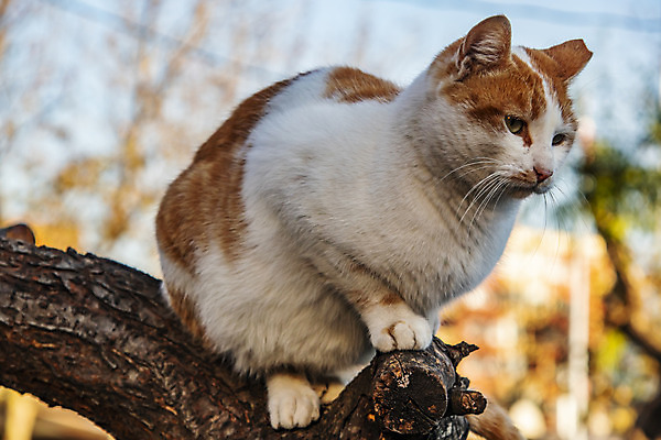 포토 JPG 해외이미지 동물 디자인 응시 행복 백그라운드 장난 포유류 주택 털 실내 사랑 사람없음 그래픽 반려동물 갈색 검은색 고양이 우정 회색 흰색 잠 플랫 닫기 만화 모피 그림 얼룩무늬 솜털 거짓말 고립 기르기 유래 해외202008 우호적 해외포토 시선 감정 컬러 컨셉 무늬 모션 내부 건물 친구 돌봄 파일형식