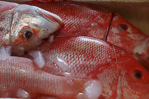 포토 JPG 해외이미지 전통 아시아 음식 바다 섬 백그라운드 태국 낚시 휴가 건강 육류 어류 요리 동양인 사람없음 식당 식사 저녁식사 신선 시장 고급 인스턴트 먹기 해산물 날것 베트남 발리 인도네시아 점심식사 살사댄스 절임 맛있는 해외202008 해외포토 나라 컨셉 식재료 모션 레저 인종 상점 동남아시아 수중동물 춤 파일형식