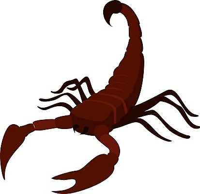 EPS 해외이미지 동물 디자인 곤충 일러스트 자연 미술 빨간색 검은색 사막 흰색 독약 위험 전갈 심볼 사인 그림 꼬리 점성술 찌르기 고립 해외202008 해외일러스트 컬러 컨셉 절지류 모션 문화예술 생태계 파일형식 벡터