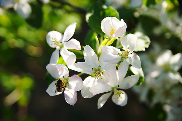 포토 JPG 해외이미지 나무 식물 계절 공원 꽃잎 꽃 백그라운드 잎 꽃무늬 자연 사람없음 야외 가로 초록색 빛 정원 맑음 봄 달력 흰색 나뭇가지 신선 개화 사과 수분 원예 향기 내추럴 꽃수술 블러 해외202008 해외포토 공공시설 컬러 무늬 과일 날씨 취미 생태계 냄새 파일형식