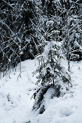 포토 JPG 해외이미지 나무 계절 유럽 도로 겨울 곡선 자연 날씨 산 노르웨이 핀란드 풍경 사람없음 야외 빨간색 얼음 추위 흰색 시골 소나무 고속도로 숲 북극 통로 빙하 서리 장면 북쪽 멀리 눈보라 방법 스칸디나비아 제설기 폭설 눈내림 해외202008 해외포토 자연요소 식물 나라 길 선 컬러 교통시설 눈_날씨 북유럽 자연재해 극지방 방향 생태계 제설 파일형식