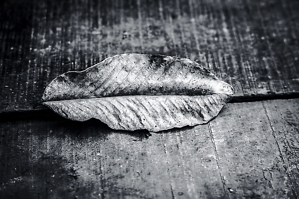 포토 JPG 해외이미지 나무 식물 디자인 계절 도로 백그라운드 잎 패턴 오렌지 자연 벽지 표면 추상 거리 바닥 건조 미술 사람없음 목재 장식 빨간색 갈색 노란색 회색 수확 가을 거친 널 천 묘사 질감 위치 10월 내추럴 떠남 수목 옛날 국경 해외202008 해외포토 길 컬러 무늬 농업 과일 재료 교통시설 모션 문화예술 직물 날짜 생태계 파일형식