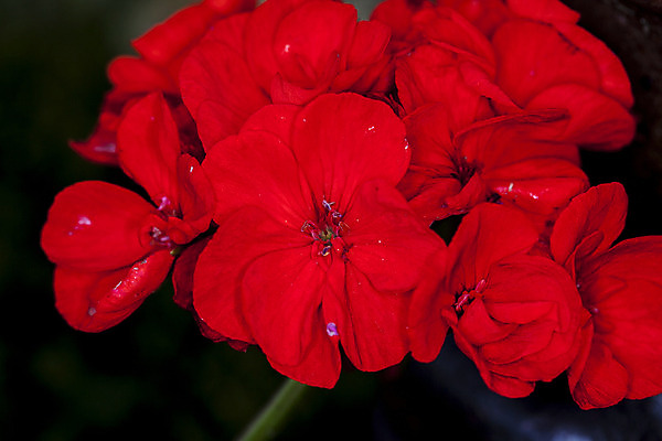 포토 JPG 해외이미지 식물 계절 꽃잎 꽃 분홍색 백그라운드 컨셉 잎 꽃무늬 자연 잔디 사람없음 야외 장식 초록색 여름 컬러풀 환경 정원 보라색 봄 활발 성장 벚꽃 흰색 침대 원예 개발 돌봄 땅바닥 심기 피튜니아 해외202008 해외포토 컬러 가구 무늬 모션 바닥 취미 생태계 파일형식