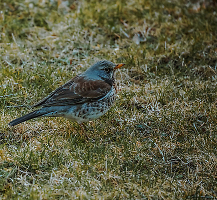 포토 JPG 해외이미지 나무 동물 열매 야생동물 백그라운드 겨울 밭 날개 오렌지 자연 조류 앉기 사람없음 목재 빨간색 갈색 노란색 봄 회색 흰색 나뭇가지 관찰 숲 깃털 싱글 꼬리 부리 내추럴 고립 동물상 해외202008 해외포토 식물 계절 컬러 농업 과일 재료 모션 조형물 생태계 파일형식