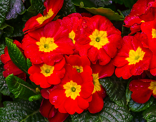 포토 JPG 해외이미지 식물 꽃 백그라운드 자연 종류 사람없음 장식 빨간색 컬러풀 노란색 정원 미국 활발 들꽃 벚꽃 개화 원예 강렬 이국적 인기 프리뮬러 세련 해외202008 해외포토 컬러 컨셉 북아메리카 취미 생태계 파일형식