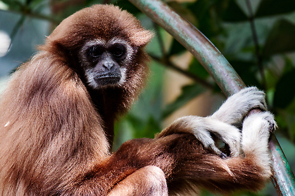 포토 JPG 해외이미지 나무 동물 얼굴 어린이 장난 포유류 가족 태국 놀이 생물 털 매달리기 동물원 사람없음 가로 컬러풀 점프 검은색 희망 원숭이 표현 숲 수줍음 눈썹 사파리 그네 호기심 인도네시아 라오스 유인원 말레이시아 미얀마 숨기 조커 해외202008 해외포토 식물 감정 아시아 컬러 컨셉 관계 모션 사람 신체부위 파일형식