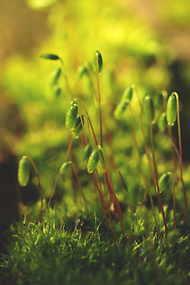 포토 JPG 해외이미지 식물 줄기 컨셉 자연 표면 추상 이끼 사람없음 초록색 빛 태양 갈색 노란색 환경 젖음 광선 소프트포커스 작음 질감 내추럴 노란배경 해외202008 해외포토 자연요소 컬러 백그라운드 무늬 촬영기법 크기 생태계 파일형식