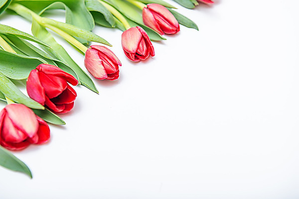 포토 JPG 해외이미지 식물 계절 꽃잎 꽃 줄기 분홍색 꽃다발 백그라운드 잎 꽃무늬 오렌지 자연 휴가 부활절 발렌타인데이 선물 사랑 사람없음 장식 빨간색 초록색 컬러풀 노란색 정원 보라색 봄 활발 낭만 튤립 벚꽃 흰색 인사 5월 배열 내추럴 고립 해외202008 해외포토 기념일 감정 컬러 컨셉 무늬 과일 데이이벤트 예절 날짜 생태계 파일형식