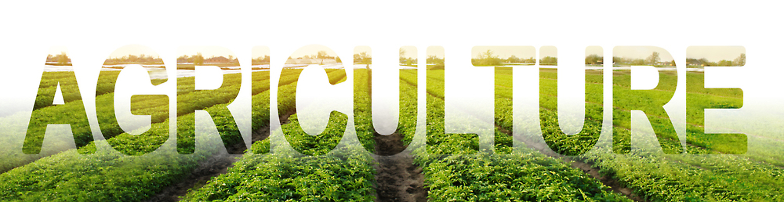 포토 JPG 해외이미지 식물 전통 산업 음식 백그라운드 밭 농업 자연 감자 건강 풍경 사람없음 초록색 여름 단어 농작물 농장 환경 정원 흙 수확 성장 시골 신선 원예 해결 내추럴 모종 밭일 제어 줄서기 줄이기 채식주의자 해외202008 우호적 해외포토 문자 계절 컬러 컨셉 채소 모션 취미 생태계 채식 파일형식