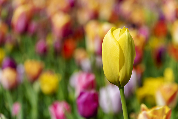 포토 JPG 해외이미지 식물 계절 공원 꽃잎 꽃 분홍색 꽃다발 백그라운드 잎 꽃무늬 밭 자연 사람없음 빨간색 초록색 여름 컬러풀 노란색 정원 봄 튤립 벚꽃 흰색 신선 내추럴 해외202008 해외포토 공공시설 컬러 무늬 농업 생태계 파일형식
