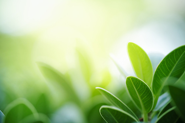 포토 JPG 해외이미지 나무 식물 계절 백그라운드 컨셉 잎 패턴 자연 벽지 추상 잔디 사람없음 초록색 여름 빛 컬러풀 햇빛 태양 우주 환경 정원 맑음 봄 성장 신선 숲 질감 보케 부드러움 내추럴 블러 생태학 카피스페이스 그리너리 효과 해외202008 해외포토 자연요소 교육 컬러 무늬 날씨 공백 감각 생태계 파일형식 트랜드컬러