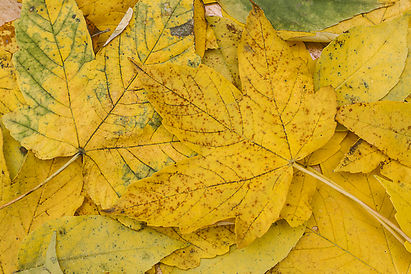 포토 JPG 해외이미지 나무 식물 계절 백그라운드 단풍 잎 자연 종류 사람없음 노란색 환경 가을 9월 11월 10월 플라타너스 카피스페이스 해외202008 해외포토 컬러 공백 날짜 생태계 파일형식