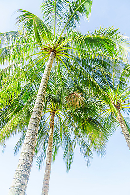 포토 JPG 해외이미지 나무 식물 실루엣 섬 백그라운드 잎 패턴 곡선 과일 자연 프레임 숙이기 손바닥 풍경 사람없음 목재 장식 초록색 여름 파란색 야자수 성장 흰색 나뭇가지 부채 숲 유기농 코코넛 갸우뚱 내추럴 마이애미 아열대 이국적 파라다이스 플로리다 해외202008 해외포토 손 웰빙 계절 선 컬러 포즈 무늬 재료 모션 촬영기법 미국 생태계 파일형식