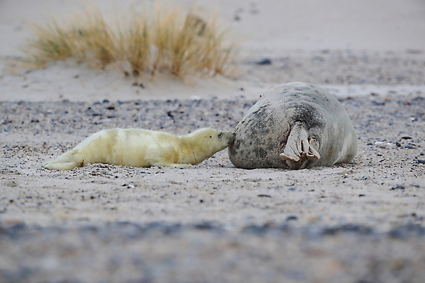 포토 JPG 해외이미지 동물 유럽 야생동물 새끼 바다 섬 포유류 자연 털 독일 사랑 해변 사람없음 야외 귀여움 환경 회색 코트 흰색 아기 신생아 보호 물개 모래언덕 북쪽 멸종 대서양 생태학 해외202008 약함 해외포토 교육 감정 나라 컬러 컨셉 사람 바다동물 외투 방향 언덕 생태계 파일형식