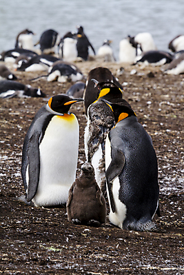 포토 JPG 해외이미지 동물 야생동물 바다 가족 자연 조류 사람없음 야외 물 환경 검은색 탐험 흰색 쌍 그룹 남아메리카 보호 북극 깃털 펭귄 퍼프 커뮤니티 물갈퀴 궤 해외202008 해외포토 멸종위기종 자연요소 컬러 컨셉 관계 아메리카 극지방 생태계 파일형식