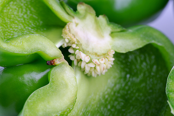 포토 JPG 해외이미지 음식 조각 백그라운드 농업 다이어트 채소 과일 재료 자연 고추 파프리카 건강 요리 사람없음 초록색 빛 수확 종 흰색 신선 그룹 달콤 맛 자르기 먹기 오브젝트 싱글 유기농 날것 슬라이스 후추 비타민 내추럴 강렬 고립 숙성 채식주의자 비건 맛있는 해외202008 해외포토 웰빙 산업 컬러 컨셉 모션 향신료 생태계 채식 영양소 파일형식