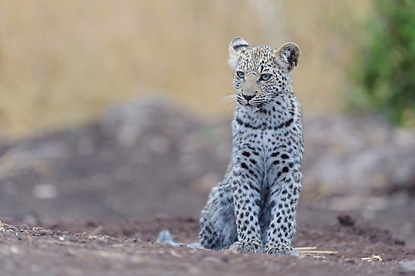 포토 JPG 해외이미지 나무 동물 야생동물 포유류 포옹 아프리카 자연 사람없음 야외 고양이 점 황무지 보호 위험 작음 사파리 육식동물 표범 남아프리카 해외202008 해외포토 식물 나라 컨셉 안기 반려동물 크기 생태계 파일형식