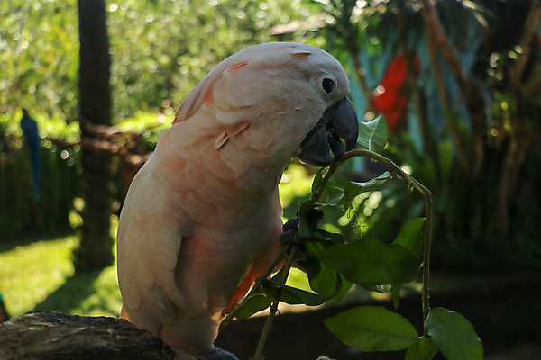 포토 JPG 해외이미지 나무 식물 동물 아이콘 캐릭터 디자인 꽃 행복 야생동물 분홍색 백그라운드 잎 일러스트 자연 조류 동물원 손바닥 미술 사람없음 그래픽 장식 반려동물 컬러풀 노란색 검은색 흰색 만화 깃털 그림 부리 앵무새 내추럴 고립 동물상 이국적 현실 해외202008 해외포토 손 감정 컬러 문화예술 조형물 생태계 파일형식