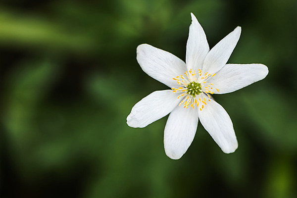 포토 JPG 해외이미지 식물 꽃잎 꽃 종이 곤충 잎 밭 자연 날씨 사람없음 초록색 여름 파란색 컬러풀 햇빛 노란색 새싹 환경 보라색 봄 흰색 시골 개화 숲 서식지 내추럴 삼림지대 영원 해외202008 해외포토 동물 계절 컬러 농업 태양 생태계 파일형식