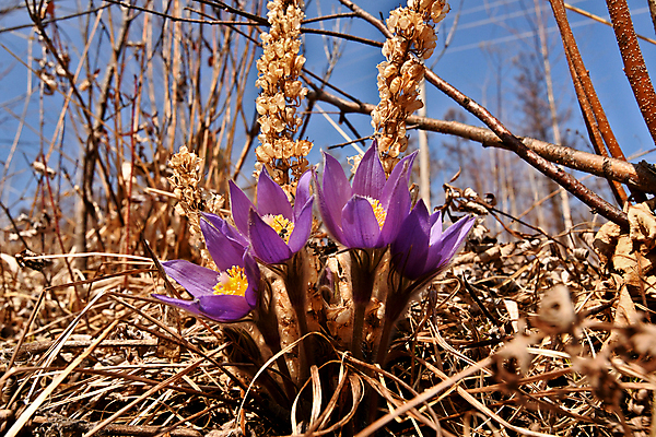 포토 JPG 해외이미지 식물 꽃 자연 사람없음 숲 그리너리 해외202008 해외포토 생태계 파일형식 트랜드컬러