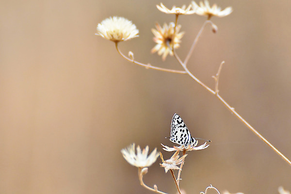 포토 JPG 해외이미지 나무 식물 동물 꽃 나비 곤충 백그라운드 날개 아프리카 자연 추상 안테나 초원 사람없음 야외 가로 파란색 갈색 노란색 검은색 사진촬영 흰색 점 가시 벌레 작음 부드러움 내추럴 창백 남아프리카 해외202008 해외포토 나라 컬러 무늬 통신 촬영 감각 크기 생태계 파일형식