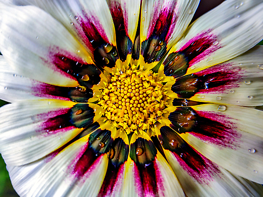 포토 JPG 해외이미지 식물 꽃잎 꽃 분홍색 백그라운드 자연 사람없음 물 컬러풀 노란색 벚꽃 흰색 물방울 센터 닫기 싱글 붓꽃 고립 해외202008 해외포토 자연요소 컬러 모션 생태계 파일형식