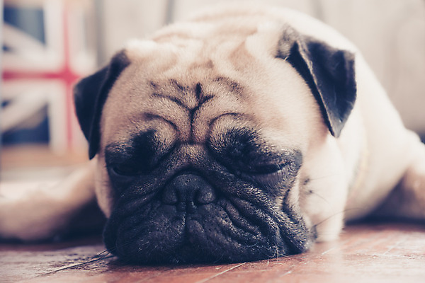 포토 JPG 해외이미지 동물 새끼 휴식 주택 실내 피곤 사람없음 반려동물 갈색 머리 슬픔 잠 주름 개 강아지 송곳니 기르기 해외202008 해외포토 감정 컬러 컨셉 포유류 내부 건물 신체부위 치아 돌봄 파일형식