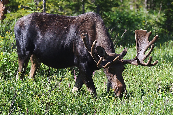 포토 JPG 해외이미지 동물 호수 야생동물 포유류 자연 산 털 종류 사람없음 야외 물 갈색 어둠 코트 종 흰색 소나무 소 습지 숲 위험 큼 시원함 속눈썹 버드나무 황소 코 귀 무거움 주둥이 엘크 콜로라도 벨벳 해외202008 해외포토 자연요소 나무 컬러 컨셉 신체부위 미국 외투 무게 크기 실크 눈썹 생태계 파일형식