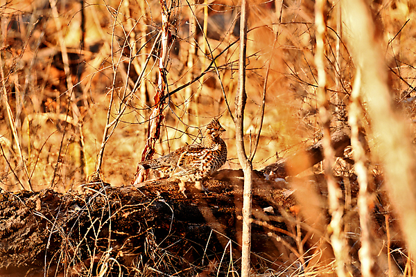 포토 JPG 해외이미지 동물 여자 자연 사람없음 치킨 숲 해외202008 해외포토 사람 생태계 닭고기요리 파일형식