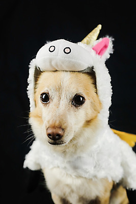 포토 JPG 해외이미지 스튜디오촬영 동물 응시 행복 새끼 무지개 포유류 휴가 뿔 앉기 사람없음 반려동물 장난감 파티 생일 유머 개 강아지 작음 옷입기 변장 송곳니 고립 기르기 유니콘 특별함 해외202008 해외포토 자연요소 시선 기념일 감정 컨셉 모션 실내 이벤트 치아 크기 돌봄 파일형식