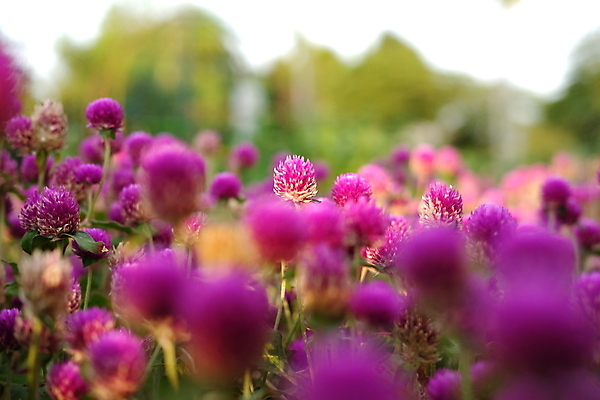 포토 JPG 해외이미지 식물 계절 공원 꽃잎 꽃 분홍색 백그라운드 잎 꽃무늬 밭 자연 벽지 풍경 사람없음 야외 초록색 여름 빛 컬러풀 태양 지구본 정원 보라색 봄 들꽃 성장 벚꽃 흰색 신선 개화 제비꽃 묘사 부드러움 노려봄 내추럴 해외202008 해외포토 자연요소 공공시설 컬러 무늬 농업 표정 감각 생태계 파일형식