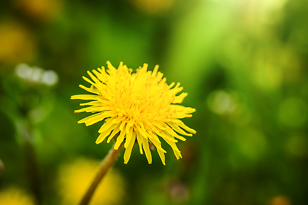 포토 JPG 해외이미지 식물 꽃잎 꽃 꽃다발 꽃무늬 밭 자연 사람없음 초록색 노란색 봄 약초 소프트포커스 민들레 다발 허브 흰배경 해외202008 해외포토 계절 컬러 백그라운드 무늬 농업 촬영기법 흰색 풀_식물 생태계 파일형식