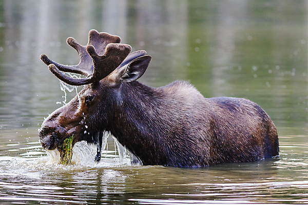 포토 JPG 해외이미지 동물 호수 야생동물 포유류 자연 산 털 종류 사람없음 초록색 물 갈색 어둠 코트 종 흰색 소나무 소 습지 군중 숲 위험 큼 시원함 속눈썹 버드나무 황소 코 귀 무거움 주둥이 콜로라도 벨벳 해외202008 해외포토 자연요소 나무 컬러 컨셉 사람 신체부위 미국 외투 무게 크기 실크 눈썹 생태계 파일형식