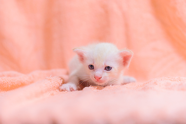 포토 JPG 해외이미지 동물 옷 백그라운드 겨울 휴식 주택 따뜻함 사랑 사람없음 반려동물 쌓기 목도리 고양이 추위 가을 흰색 니트 부드러움 안락 해외202008 해외포토 잡화 계절 감정 컬러 컨셉 상의 포유류 모션 건물 감각 파일형식