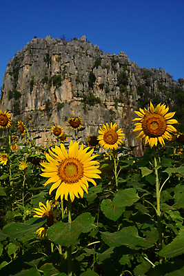 포토 JPG 해외이미지 식물 계절 꽃 백그라운드 밭 농업 태국 자연 하늘 해바라기 산 안테나 파노라마 풍경 초원 사람없음 야외 초록색 여름 컬러풀 태양 농장 노란색 환경 계곡 광선 바위 시골 정상 땅 언덕 각도 먼지 라임 지역 내추럴 석회암 세련 해외202008 해외포토 자연요소 산업 아시아 컬러 과일 통신 촬영기법 암석 돌_바위 생태계 파일형식