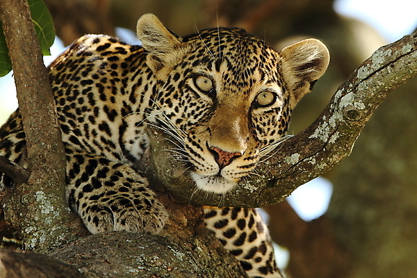 포토 JPG 해외이미지 나무 동물 한마리 응시 야생동물 패턴 포유류 아프리카 자연 휴식 사람없음 야외 눕기 고양이 산책 사막 잠 점 황무지 위험 만족 꼬리 육식동물 서식지 표범 남쪽 게으름 경보 남아프리카 동물상 해외202008 해외포토 식물 1 시선 감정 나라 컨셉 무늬 모션 반려동물 조형물 방향 생태계 파일형식