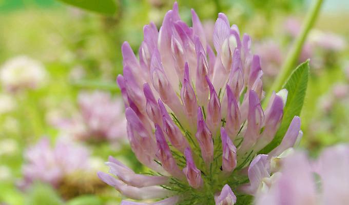 포토 JPG 해외이미지 식물 꽃 분홍색 백그라운드 잎 자연 잔디 사람없음 야외 초록색 카메라 환경 맑음 성장 시골 닫기 클로버 허브 묘사 내추럴 해외202008 해외포토 컬러 모션 날씨 전자제품 생태계 파일형식