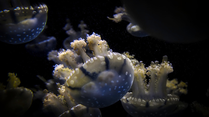 포토 JPG 해외이미지 동물 1 야생동물 바다 섬 백그라운드 자연 생물 어류 사람없음 물 파란색 빛 검은색 수중 흰색 점 다이빙 탱크 태평양 암초 수족관 젤리 내추럴 깊이 이국적 해외202008 해외포토 자연요소 컬러 디저트 수영 수중동물 생태계 수중스포츠 파일형식