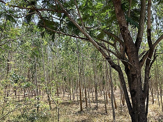 포토 JPG 해외이미지 나무 식물 계절 공원 잎 농업 자연 하늘 풍경 사람없음 야외 내부 목재 초록색 여름 빛 햇빛 마을 환경 맑음 봄 시골 도시 소나무 숲 과수원 내추럴 해외202008 해외포토 공공시설 산업 컬러 재료 날씨 태양 생태계 파일형식